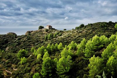 Scenic view of forest against sky