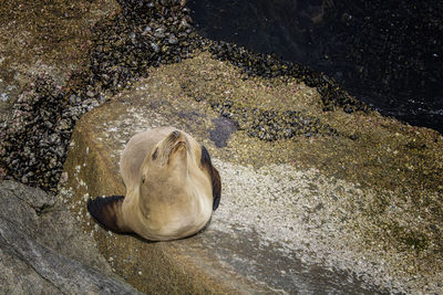 High angle view of crab on rock