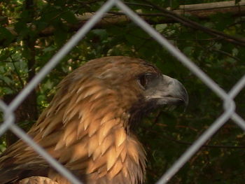 Close-up of bird in cage