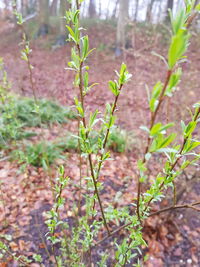 Close-up of fresh plants on field