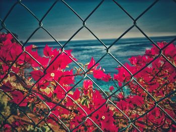 Close-up of red flowering plants seen through chainlink fence
