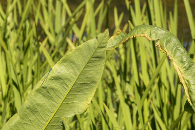 Close-up of fresh green leaves on land