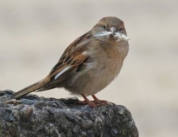 Close-up of bird perching on rock