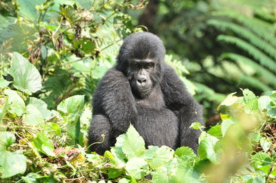 Relaxed gorilla sitting amid leaves