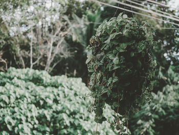 Plants growing against trees in forest