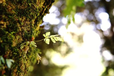 Low angle view of leaves on tree branch