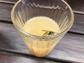 Close-up of bee on glass