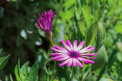 Close-up of purple flowering plant