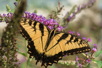 Close-up of butterfly pollinating on pink flower