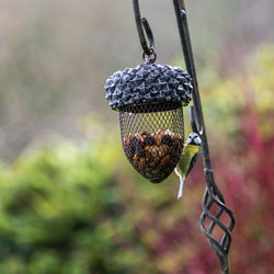 Close-up of a bird feeder