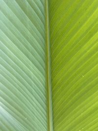 Full frame shot of palm leaf