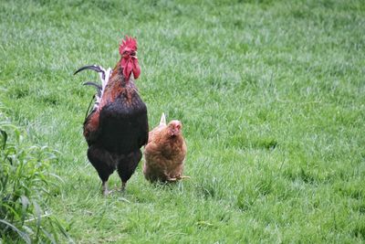 Chicken on grassy field