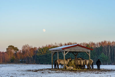 Horses on snow covered field against sky during sunset