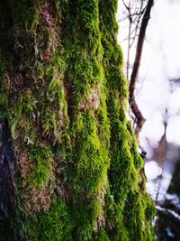 Close-up of moss growing on tree trunk