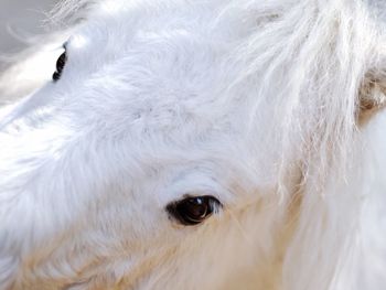 Close-up portrait of white dog