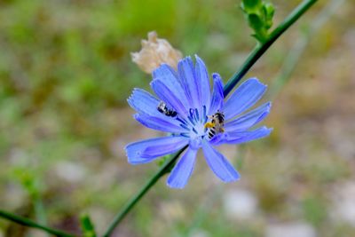 Close-up of bee on blue flowering plant