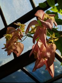 Close-up of flowers