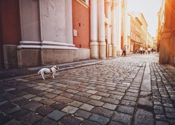 Cat on cobblestone