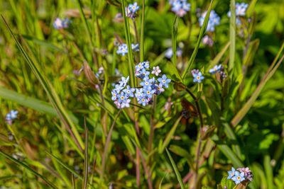 Close-up of purple flowering plant