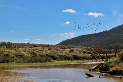 Birds flying over lake against sky