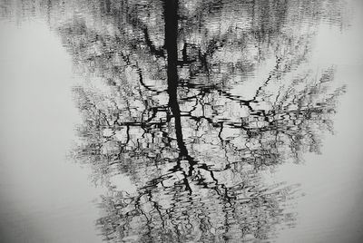 Tree by lake against sky