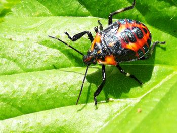 Close-up of insect on leaf