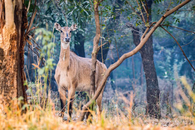 Portrait of giraffe in the forest