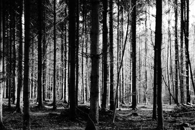 Trees in forest