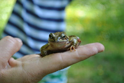 Close-up of hand holding frog