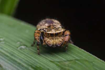 Close-up of spider