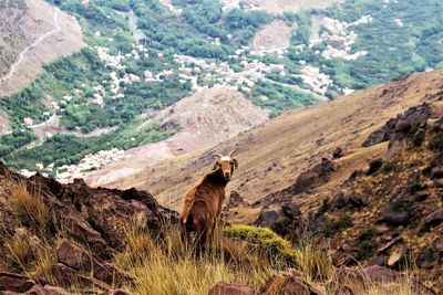 Mountain goat looking at the camera