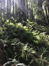 Trees growing in forest