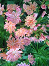 Close-up of pink flower blooming outdoors
