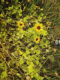 Close-up of yellow flowering plant on field