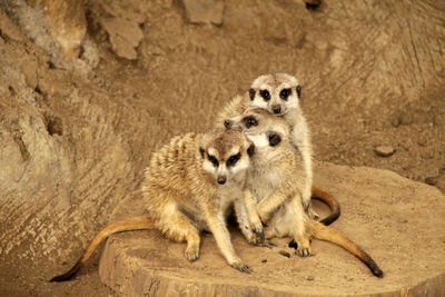 Meerkats sitting on land