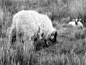 Sheep with lamb on grassy field