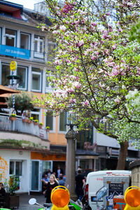 Pink cherry blossom by tree in city