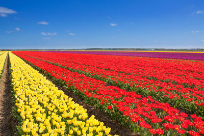 Red flowers growing on field against sky