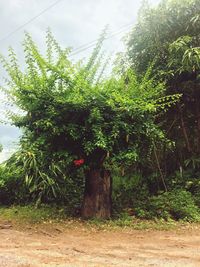 Cat by tree against sky