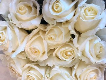High angle view of white roses
