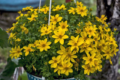 Close-up of yellow flowering plants in park