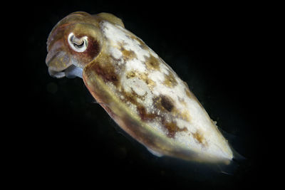 Close-up of fish swimming in sea
