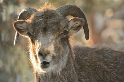 Close-up portrait of an animal