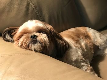 Close-up portrait of dog lying on sofa