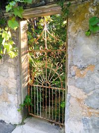 Plants growing on wall of building