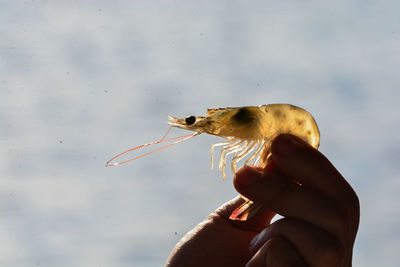 Midsection of person holding crab