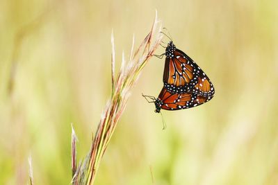 Close-up of butterfly on plant