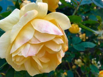 Close-up of yellow rose flower