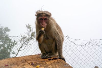 Portrait of lion sitting on fence against sky