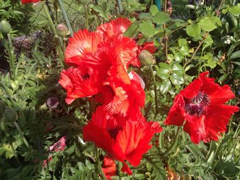 Close-up of red flowers in park